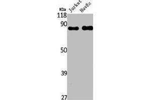 Western Blot analysis of PC3 NIH-3T3 cells using Rap1GAP Polyclonal Antibody