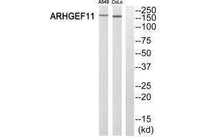 Western blot analysis of extracts from A549 cells and COLO 205 cells, using ARHGEF11 antibody. (ARHGEF11 antibody  (N-Term))