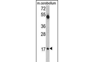 Western blot analysis of UBE2V1 Antibody (C-term) (ABIN388931 and ABIN2837878) in mouse cerebellum tissue lysates (35 μg/lane).