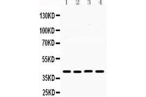 Western Blotting (WB) image for anti-MHC Class I Polypeptide-Related Sequence B (MICB) (AA 23-48), (N-Term) antibody (ABIN3042366)