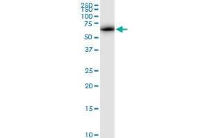 Western Blotting (WB) image for anti-ATPase Family, AAA Domain Containing 3A (ATAD3A) (AA 1-586) antibody (ABIN950090)