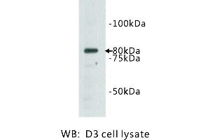 Image no. 1 for anti-Transmembrane Protein 132B (TMEM132B) antibody (ABIN1112939) (TMEM132B antibody)
