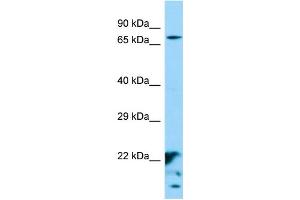 anti-XK, Kell Blood Group Complex Subunit-Related Family, Member 6 (XKR6) (Middle Region) antibody