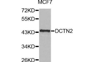 Western blot analysis of extracts of MCF7 cell line, using DCTN2 antibody.