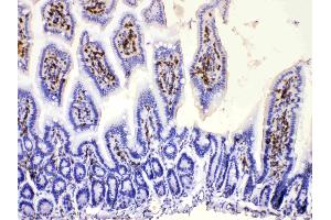 DHODH was detected in paraffin-embedded sections of mouse intestine tissues using rabbit anti- DHODH Antigen Affinity purified polyclonal antibody (Catalog # ) at 1 µg/mL. (DHODH antibody  (N-Term))