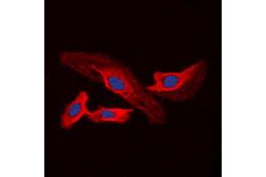 Immunofluorescent analysis of CHSY2 staining in A549 cells. (CHPF antibody  (C-Term))