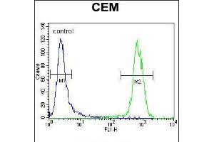 Flow cytometric analysis of CEM cells (right histogram) compared to a negative control cell (left histogram). (PON1 antibody  (AA 118-145))