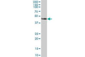 CAMK2G MaxPab polyclonal antibody. (CAMKII gamma antibody  (AA 1-527))