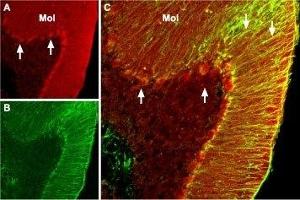 Expression of BDNF in mouse cerebellum - Immunohistochemical staining of mouse cerebellum with Anti-BDNF Antibody (ABIN7042970, ABIN7044761 and ABIN7044762). (BDNF antibody  (Intracellular))