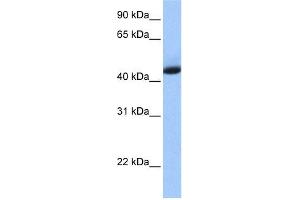 WB Suggested Anti-KHDRBS1 Antibody Titration: 0. (KHDRBS1 antibody  (N-Term))