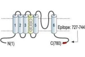 Representative domain view of the target of ABIN7043281.