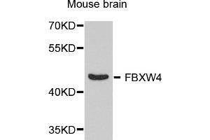 Western blot analysis of extracts of mouse brain, using FBXW4 antibody (ABIN5974651) at 1/1000 dilution.
