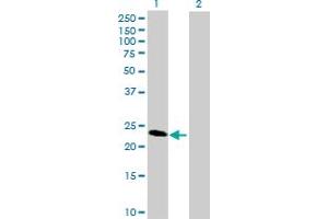 Western Blot analysis of SECTM1 expression in transfected 293T cell line by SECTM1 MaxPab polyclonal antibody.