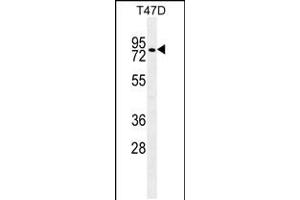 Western blot analysis in T47D cell line lysates (35ug/lane). (ZFP69 antibody  (C-Term))