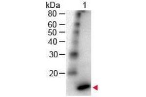 Western Blot of Rabbit Anti - IL-4 Antibody Peroxidase Conjugated Lane 1: Human IL-4 Load: 50 ng per lane Secondary antibody: IL-4 Antibody Peroxidase Conjugated at 1:1,000 for 60 min at RT Block: ABIN925618 for 30 min RT Predicted/Observed size: 18 kDa, 18 kDa (IL-4 antibody  (HRP))