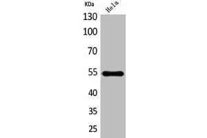 Western Blot analysis of HeLa cells using HSPBAP1 Polyclonal Antibody (HSPBAP1 antibody  (Internal Region))