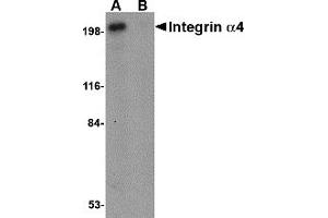 Western Blotting (WB) image for anti-Integrin alpha 4 (ITGA4) (C-Term) antibody (ABIN1030440) (ITGA4 antibody  (C-Term))