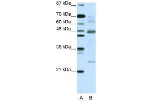 WB Suggested Anti-NFKBIB  Antibody Titration: 5. (NFKBIB antibody  (C-Term))