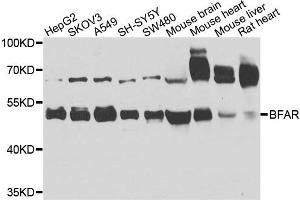 Western blot analysis of extracts of various cells, using BFAR antibody. (BFAR antibody)