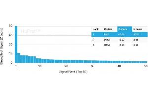 Analysis of Protein Array containing more than 19,000 full-length human proteins using Monospecific Mouse Monoclonal Antibody to Prohibitin (PHB/3193). (Prohibitin antibody  (AA 167-261))