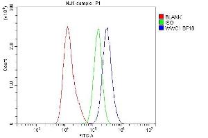 anti-WW and C2 Domain Containing 1 (WWC1) (AA 990-1080) antibody
