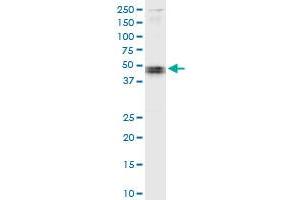 Immunoprecipitation of CARD8 transfected lysate using anti-CARD8 MaxPab rabbit polyclonal antibody and Protein A Magnetic Bead , and immunoblotted with CARD8 purified MaxPab mouse polyclonal antibody (B01P) . (CARD8 antibody  (AA 1-392))