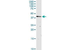 OXA1L MaxPab rabbit polyclonal antibody. (OXA1L antibody  (AA 1-435))