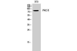 Western Blotting (WB) image for anti-Protein Kinase C, delta (PKCd) (Thr308) antibody (ABIN3186474) (PKC delta antibody  (Thr308))