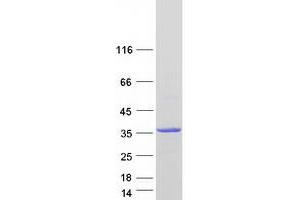 Western Blotting (WB) image for Thiamine Triphosphatase (THTPA) (Transcript Variant 2) protein (Myc-DYKDDDDK Tag) (ABIN2733568)