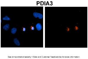 Sample Type: NT2 cells Red: Antibody Blue: DAPI Primary Dilution: 1ug/50ul antibody Secondary Antibody: Alexa goat anti-rabbit 594 Image Submitted by: Yuzhi Chen, University of Arkansas for Medical Sciences (PDIA3 antibody  (C-Term))