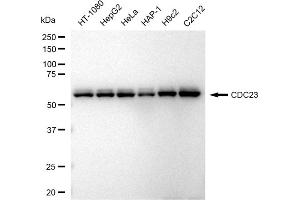 Western blotting analysis using CDC23 antibody (ABIN7798004). (Recombinant CDC23 antibody)