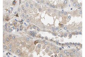 ABIN6268747 at 1/100 staining human kidney tissue sections by IHC-P. (Caspase 12 antibody  (Internal Region))