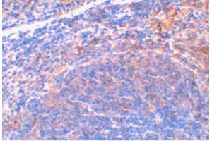 Immunohistochemical staining of mouse spleen tissue using Diablo polyclonal antibody  at 2 ug/mL . (DIABLO antibody  (AA 222-237))