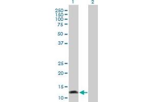 Western Blot analysis of FABP1 expression in transfected 293T cell line by FABP1 MaxPab polyclonal antibody. (FABP1 antibody  (AA 1-127))