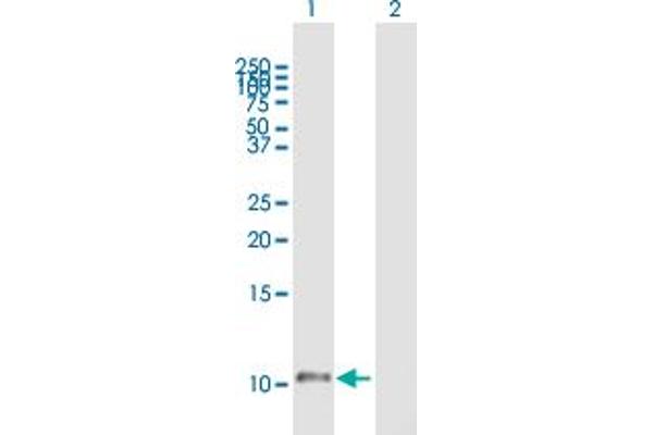 HTN1 antibody  (AA 1-57)