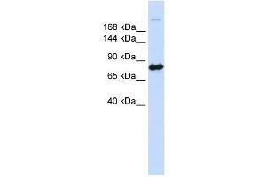 Western Blotting (WB) image for anti-Carbamoyl-Phosphate Synthetase 2, Aspartate Transcarbamylase, and Dihydroorotase (CAD) (N-Term) antibody (ABIN630621)