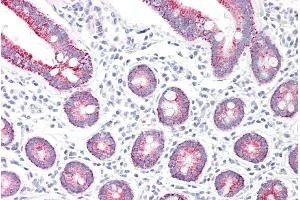 ABIN185474 (5µg/ml) staining of paraffin embedded Human Small Intestine. (Monoamine Oxidase A antibody  (Internal Region))