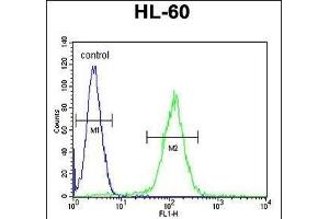 OR10J5 Antibody (C-term) (ABIN655222 and ABIN2844830) flow cytometric analysis of HL-60 cells (right histogram) compared to a negative control cell (left histogram). (OR10J5 antibody  (C-Term))