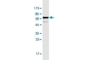 Western Blot detection against Immunogen (58. (EPYC antibody  (AA 20-322))