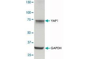YAP1 polyclonal antibody  (0. (YAP1 antibody  (Internal Region))