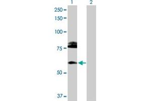 Western Blot analysis of CREB3L1 expression in transfected 293T cell line by CREB3L1 MaxPab polyclonal antibody.