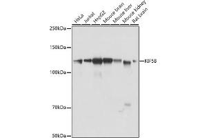 Western blot analysis of extracts of various cell lines, using KIF5B antibody (ABIN7268136) at 1:1000 dilution. (KIF5B antibody  (AA 650-770))