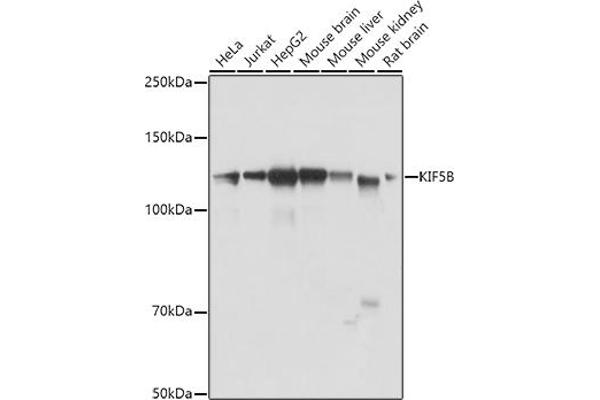 KIF5B antibody  (AA 650-770)