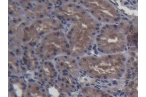 DAB staining on IHC-P; Samples: Porcine Kidney Tissue (FABP1 antibody  (AA 1-127))
