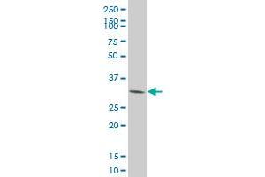 CDK4 monoclonal antibody (M09), clone 8A10 Western Blot analysis of CDK4 expression in HeLa . (CDK4 antibody  (AA 211-303))