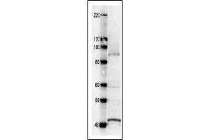 Western Blotting (WB) image for anti-Ribonucleoside Reductase Large Subunit Cdc22 (CDC22) antibody (ABIN2451937) (Cdc22 antibody)