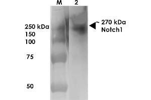 Western Blot analysis of Rat Brain Membrane showing detection of ~270 kDa Notch1 protein using Mouse Anti-Notch1 Monoclonal Antibody, Clone S253-32 . (Notch1 antibody  (AA 20-216) (HRP))