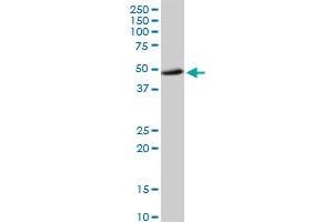 RAD23B MaxPab rabbit polyclonal antibody. (RAD23B antibody  (AA 1-409))