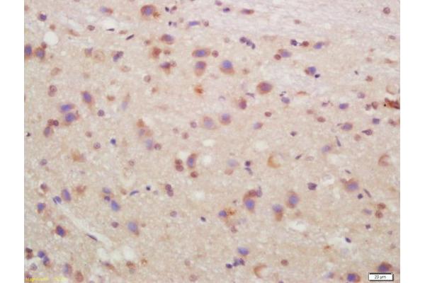 CHRM4 antibody  (AA 1-31)