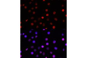 Immunofluorescence (IF) image for anti-Transcription Factor 4 (TCF4) (AA 400-500) antibody (ABIN3021530)